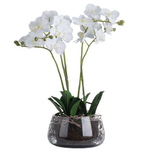 Load image into Gallery viewer, White Orchid In Glass Pot