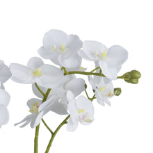 Load image into Gallery viewer, White Orchid In Glass Pot