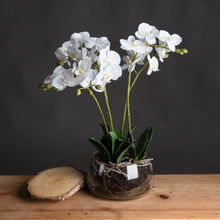 Load image into Gallery viewer, White Orchid In Glass Pot