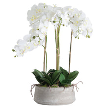 Load image into Gallery viewer, Large White Orchid In Stone Pot