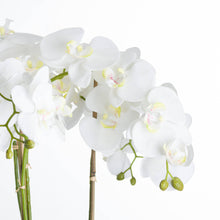 Load image into Gallery viewer, Large White Orchid In Stone Pot