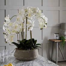Load image into Gallery viewer, Large White Orchid In Stone Pot