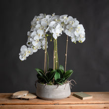 Load image into Gallery viewer, Large White Orchid In Stone Pot