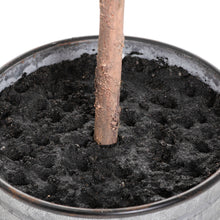 Load image into Gallery viewer, Large Eucalyptus Tree In Metallic Pot (180 cm)