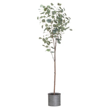 Load image into Gallery viewer, Large Eucalyptus Tree In Metallic Pot (180 cm)