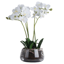 Load image into Gallery viewer, White Orchid In Glass Pot
